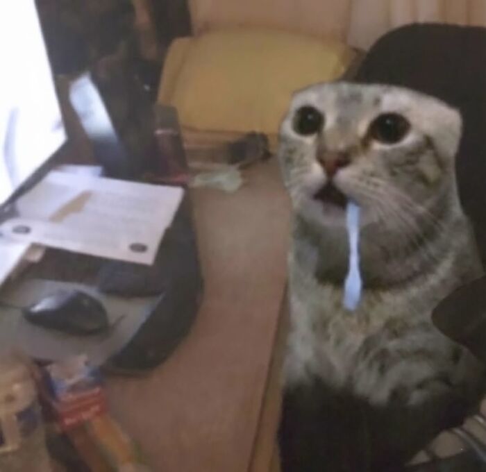 Funny cat meme with drooling cat looking at computer screen