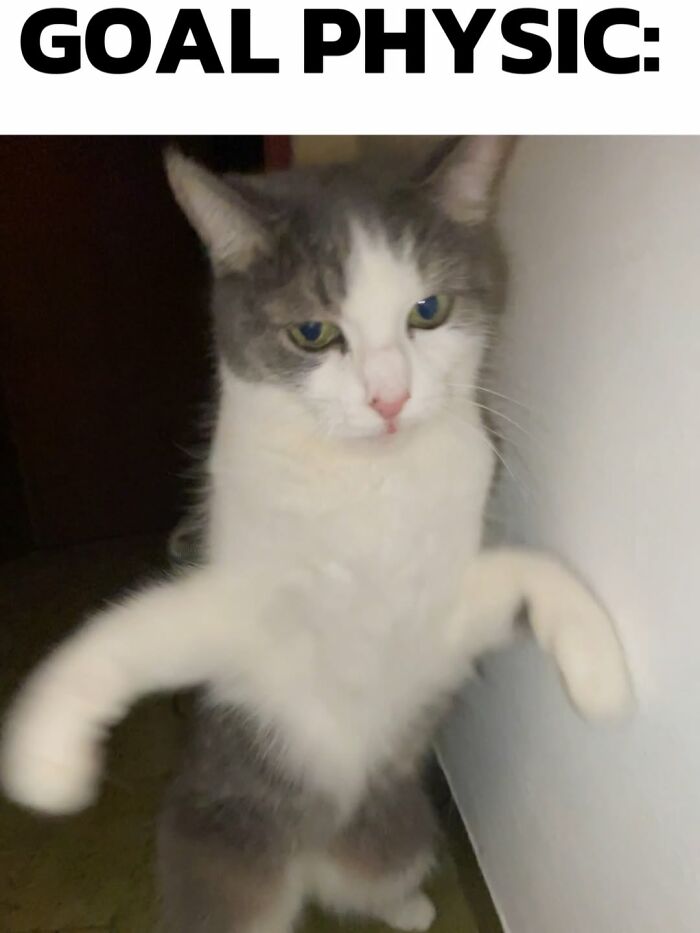Catscouple-Making-Memes-Mrsmiuki