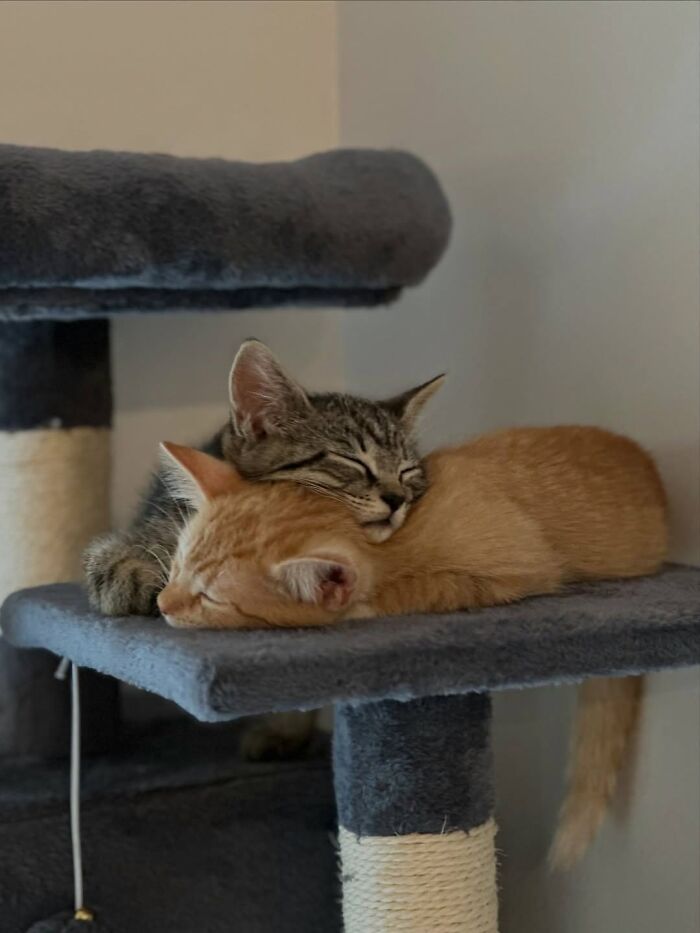 63 Adorable Cat Photos Shared By “Cute Animal Photos To De-Stress” That Are Guaranteed To Brighten Your Day