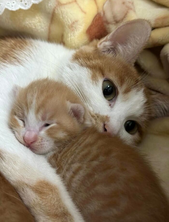 63 Adorable Cat Photos Shared By “Cute Animal Photos To De-Stress” That Are Guaranteed To Brighten Your Day