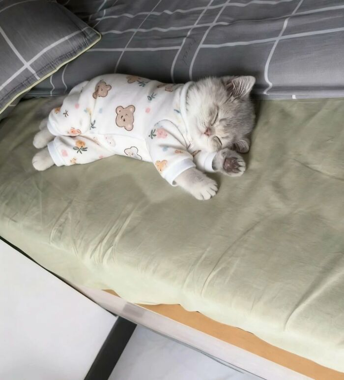 Sleeping kitten in pajamas on bed in cute cat meme