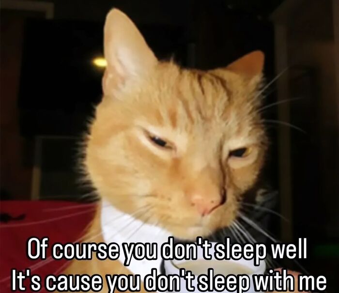 Close-up of orange cat with sleepy expression and funny cat meme text
