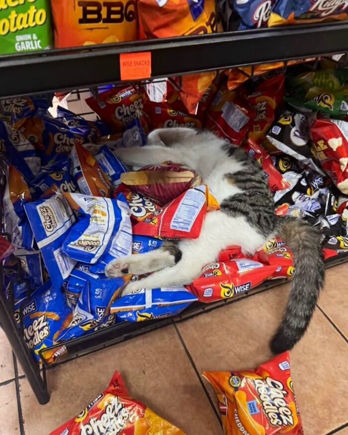 63 Adorable Cat Photos Shared By “Cute Animal Photos To De-Stress” That Are Guaranteed To Brighten Your Day