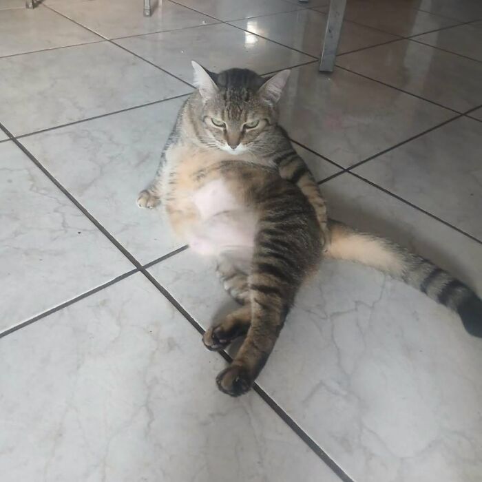 63 Adorable Cat Photos Shared By “Cute Animal Photos To De-Stress” That Are Guaranteed To Brighten Your Day