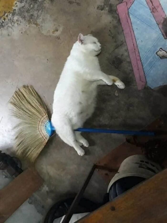 63 Adorable Cat Photos Shared By “Cute Animal Photos To De-Stress” That Are Guaranteed To Brighten Your Day