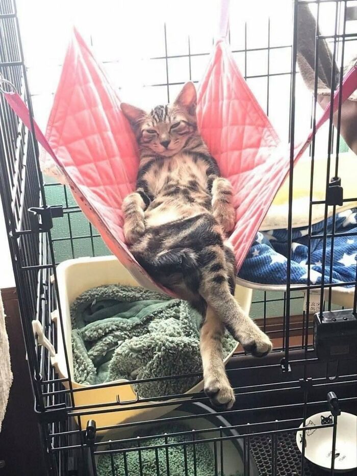 63 Adorable Cat Photos Shared By “Cute Animal Photos To De-Stress” That Are Guaranteed To Brighten Your Day