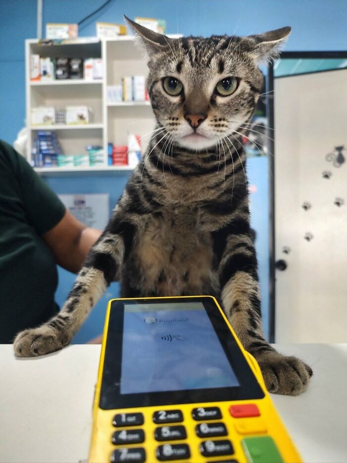 63 Adorable Cat Photos Shared By “Cute Animal Photos To De-Stress” That Are Guaranteed To Brighten Your Day