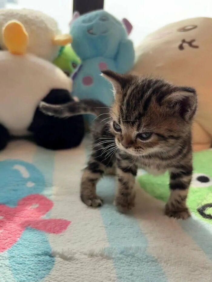 63 Adorable Cat Photos Shared By “Cute Animal Photos To De-Stress” That Are Guaranteed To Brighten Your Day