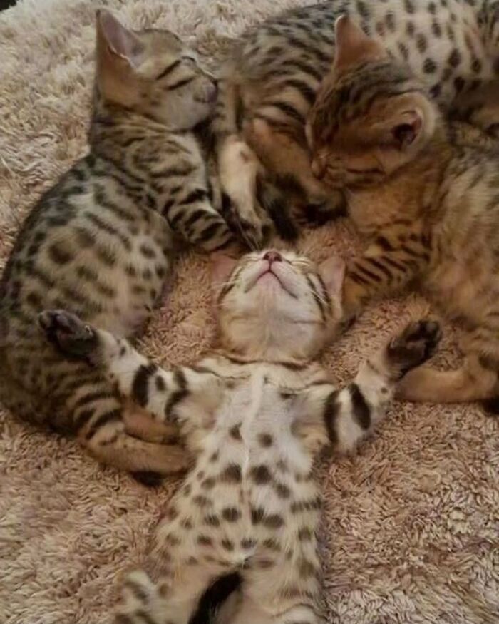 63 Adorable Cat Photos Shared By “Cute Animal Photos To De-Stress” That Are Guaranteed To Brighten Your Day