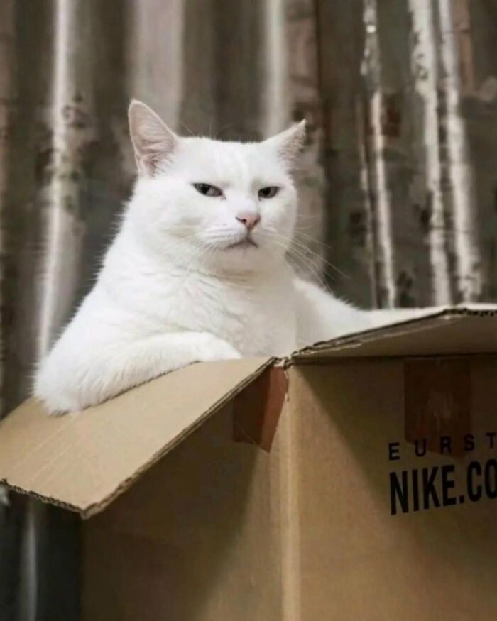63 Adorable Cat Photos Shared By “Cute Animal Photos To De-Stress” That Are Guaranteed To Brighten Your Day