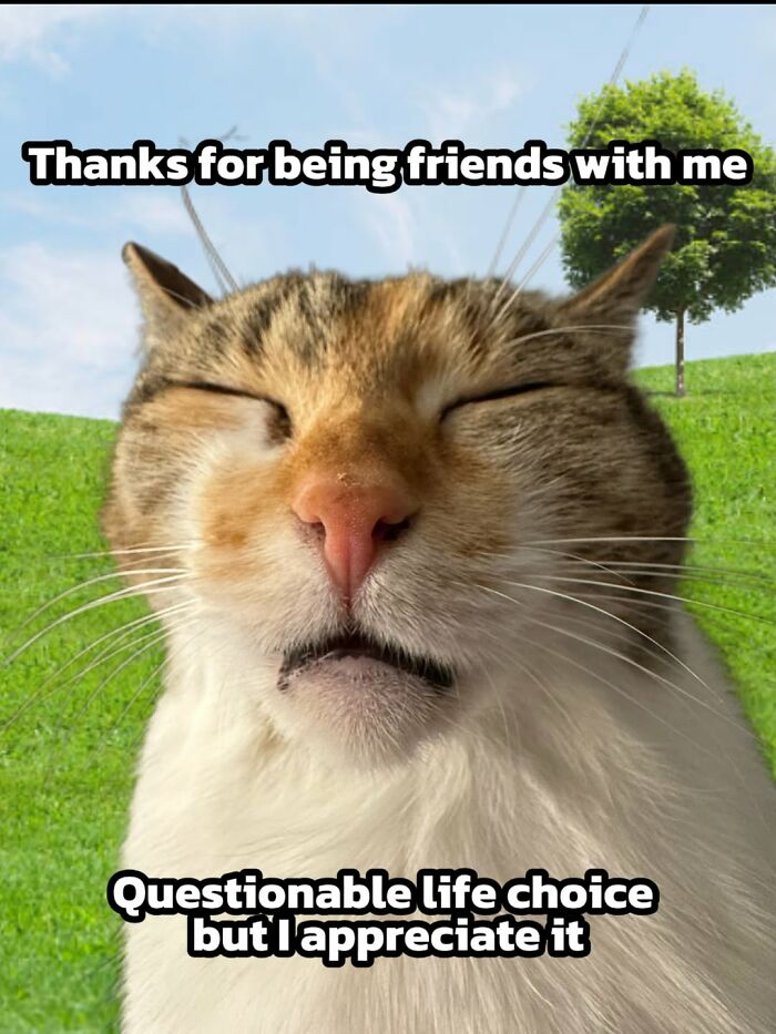 Catscouple-Making-Memes-Mrsmiuki