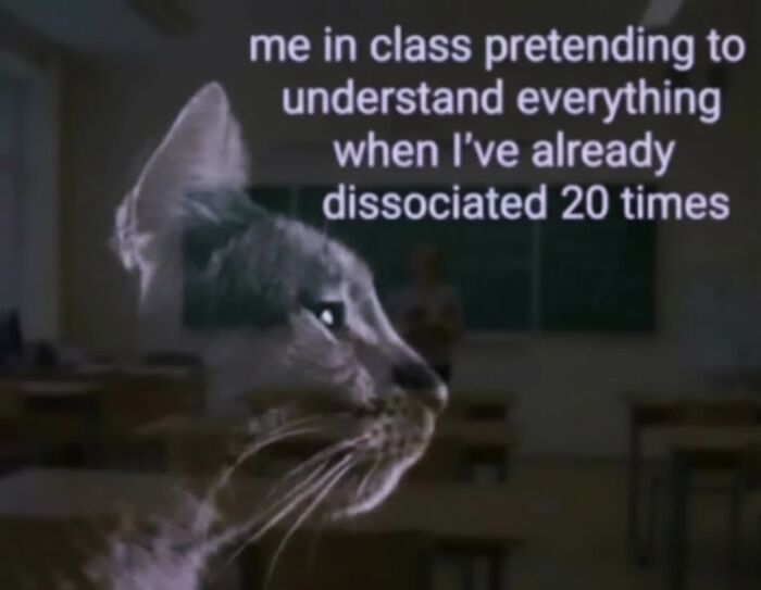 Cat in class with text about not understanding as a funny cat meme
