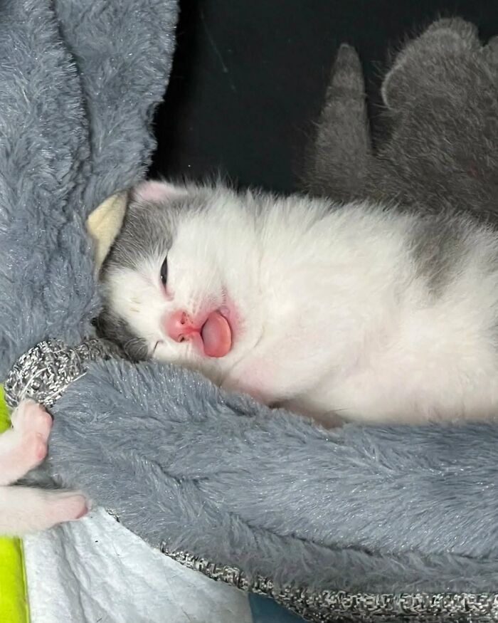 63 Adorable Cat Photos Shared By “Cute Animal Photos To De-Stress” That Are Guaranteed To Brighten Your Day
