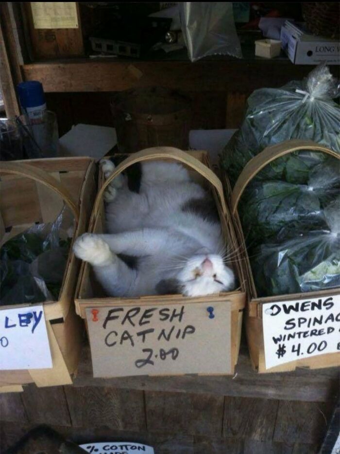 63 Adorable Cat Photos Shared By “Cute Animal Photos To De-Stress” That Are Guaranteed To Brighten Your Day