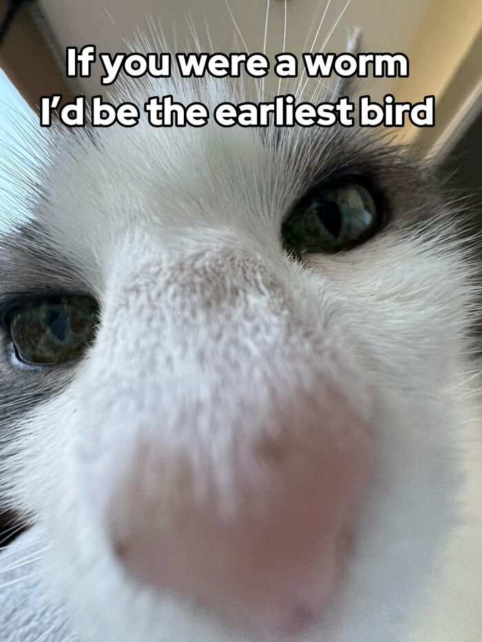 Catscouple-Making-Memes-Mrsmiuki