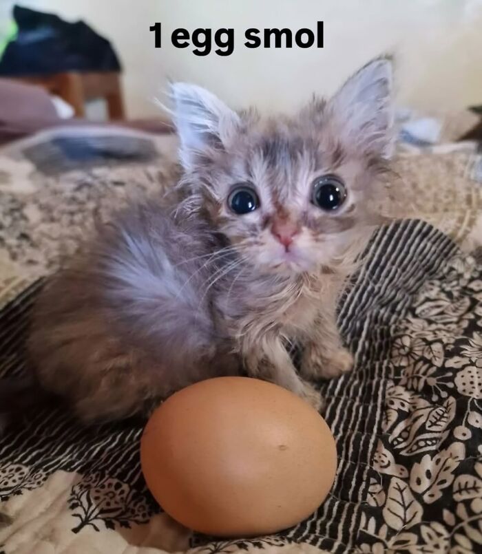 Tiny kitten next to an egg showing funny cat size meme