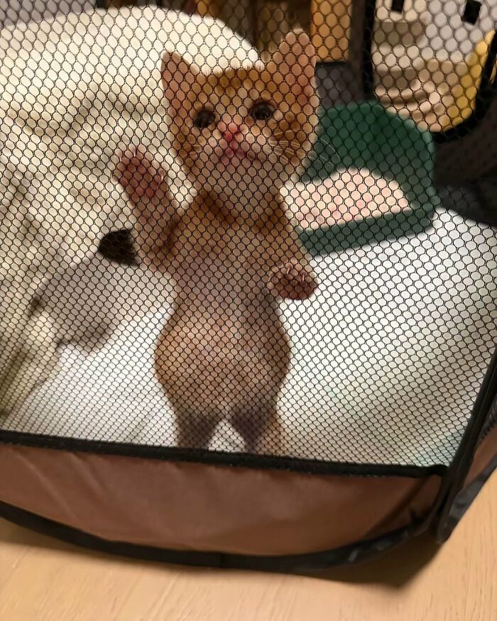 63 Adorable Cat Photos Shared By “Cute Animal Photos To De-Stress” That Are Guaranteed To Brighten Your Day