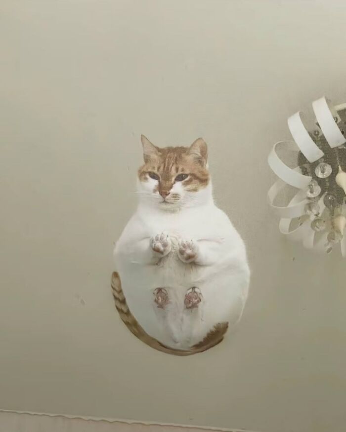 63 Adorable Cat Photos Shared By “Cute Animal Photos To De-Stress” That Are Guaranteed To Brighten Your Day