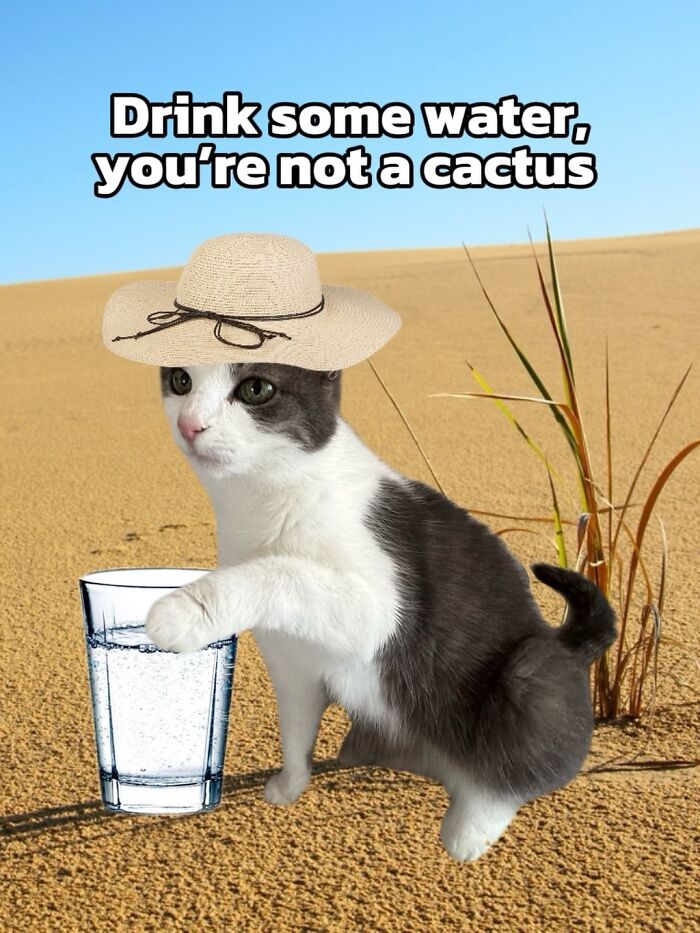 Catscouple-Making-Memes-Mrsmiuki