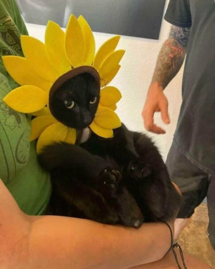 63 Adorable Cat Photos Shared By “Cute Animal Photos To De-Stress” That Are Guaranteed To Brighten Your Day