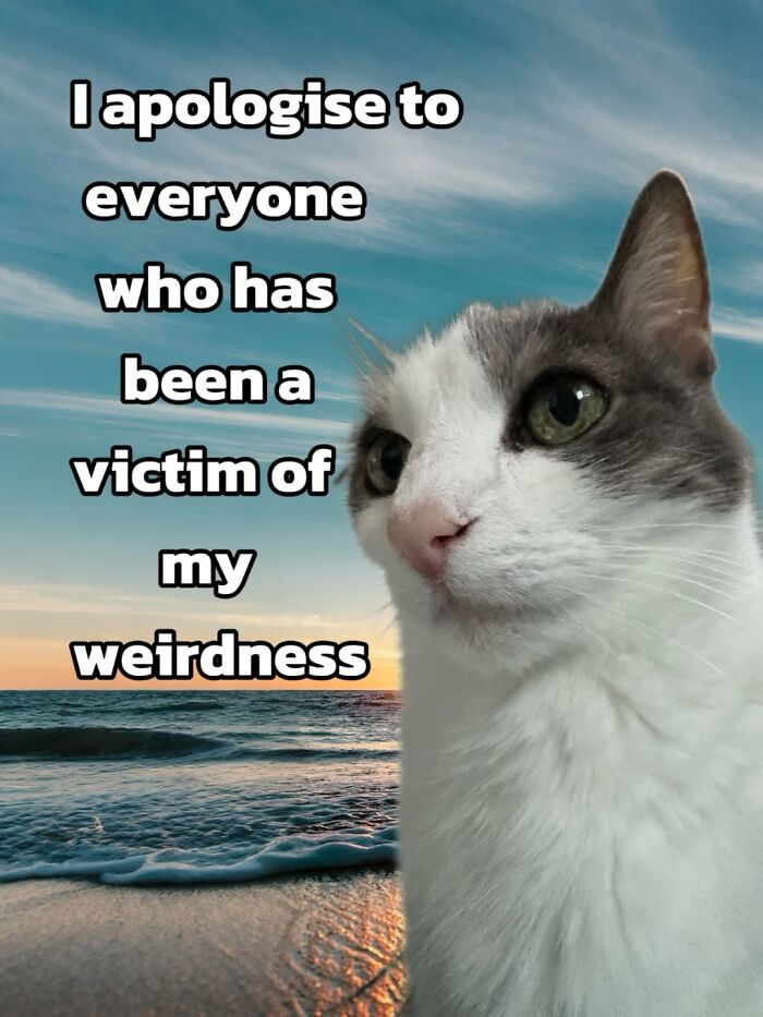 Catscouple-Making-Memes-Mrsmiuki