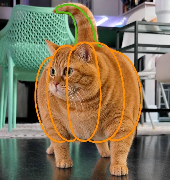 An overweight rescue cat, outlined like a pumpkin, stands on a dark floor in its forever home, a viral sensation.
