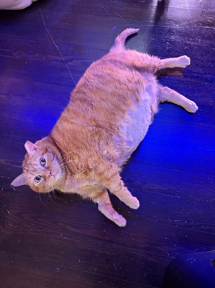 An overweight rescue cat lying on its back on a dark wooden floor, looking upwards.