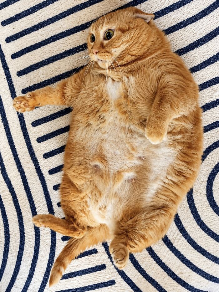 An overweight rescue cat with orange fur lies on its back on a striped rug, showing its belly after finding a forever home.