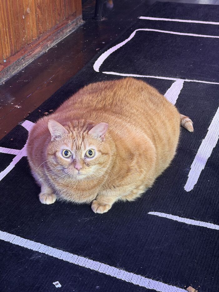 An overweight rescue cat shaped like a loaf, lying on a black and white rug.