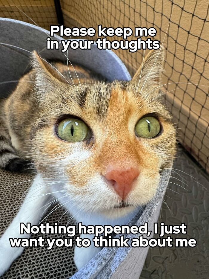 Catscouple-Making-Memes-Mrsmiuki