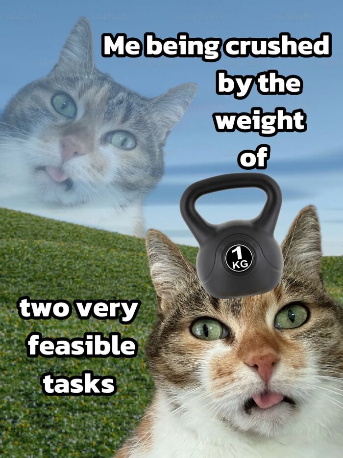 Catscouple-Making-Memes-Mrsmiuki