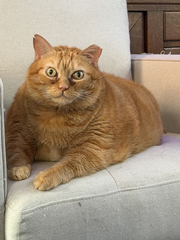 An overweight rescue cat with orange fur looks straight ahead while lounging on a light grey couch, having found a forever home.