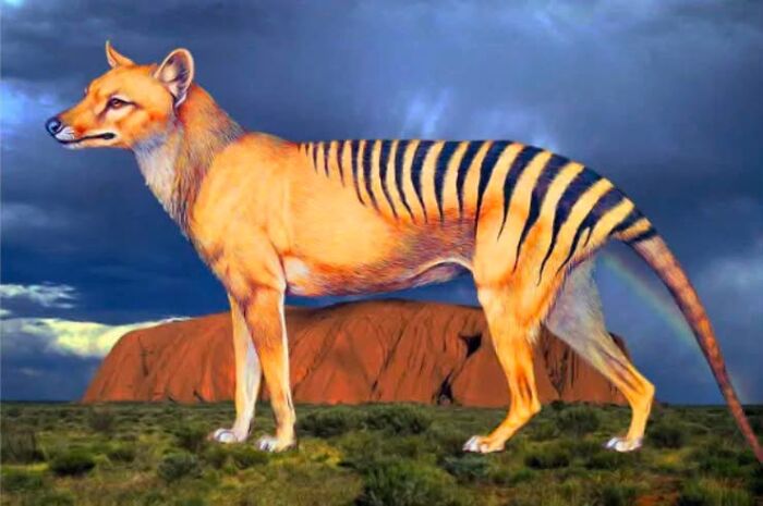 An illustration of a Thylacine, also known as a Tasmanian tiger, in a landscape, an unbelievable experience.