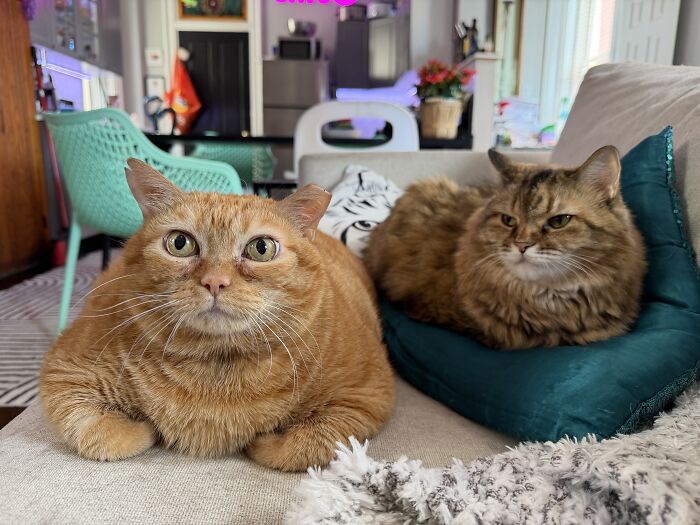 Two cats on a couch, an overweight rescue cat looking at the camera next to another cat.