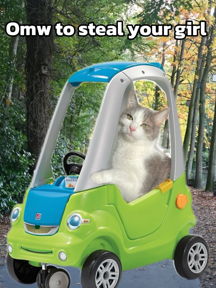 Catscouple-Making-Memes-Mrsmiuki
