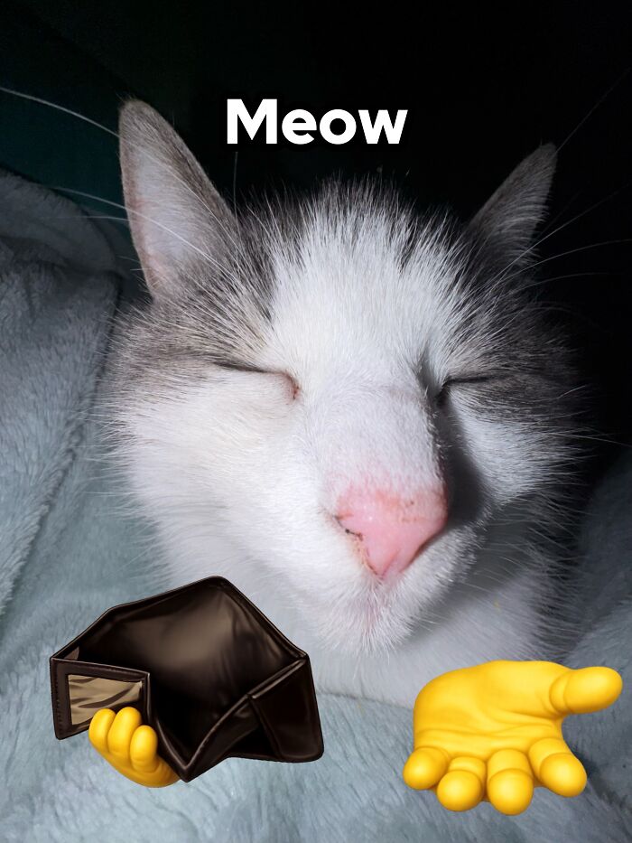 Catscouple-Making-Memes-Mrsmiuki