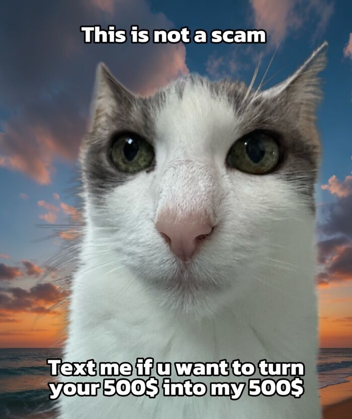 Catscouple-Making-Memes-Mrsmiuki