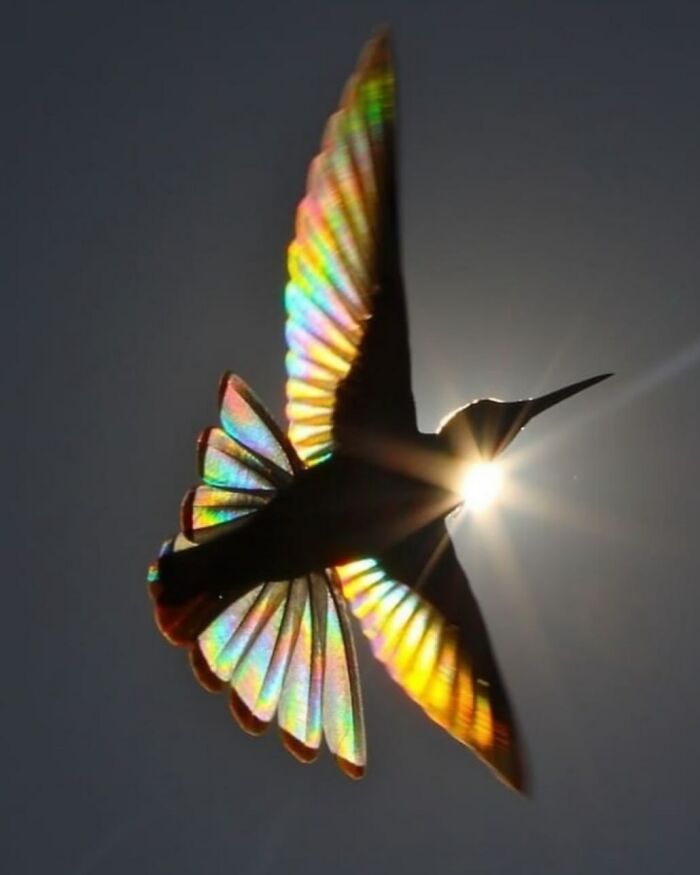 A Rare Beautiful Moment As Sunlight Shines Through A Hummingbird's Wings