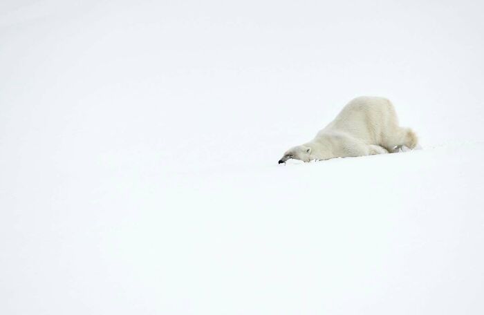 These Stunning Wildlife Photos From Sealegacy Show Why Our Planet Is Worth Protecting (45 Pics)