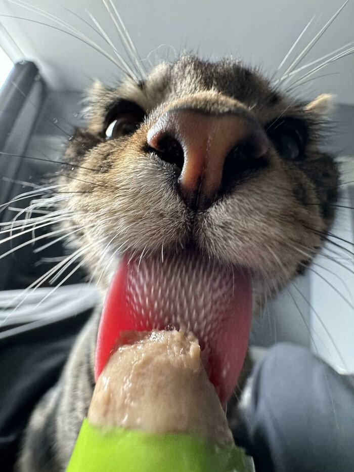 Close-up of a cat licking a snack tube with visible tongue food obsessed cat