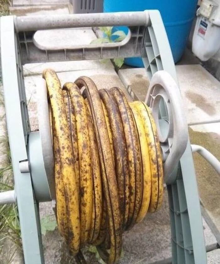 Garden hose curled up resembling a bunch of ripe bananas in a reel