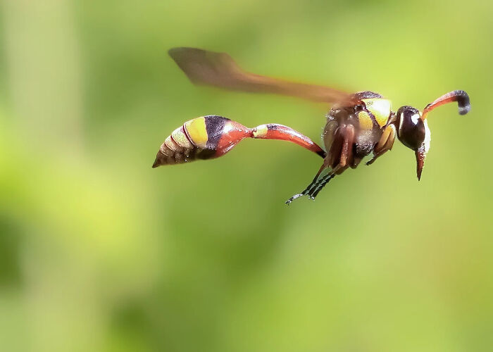A detailed insect photo of a wasp in flight against a blurred green background, captured using a smartphone.