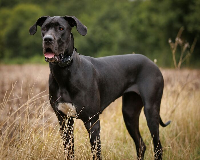 Black Great Dane quiet dog breed in a field