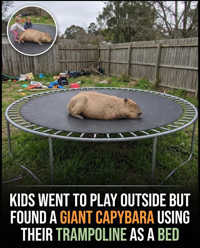25 Funny And Wholesome Capybara Stories Shared By This Page That Prove These Giant Rodents Are The Internet’s Favorite Animals