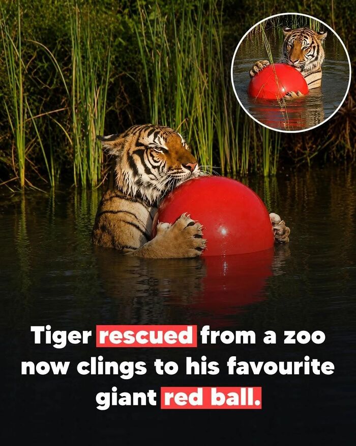 26 Animal Stories So Wholesome, They Might Just Be The Best Thing You See Today