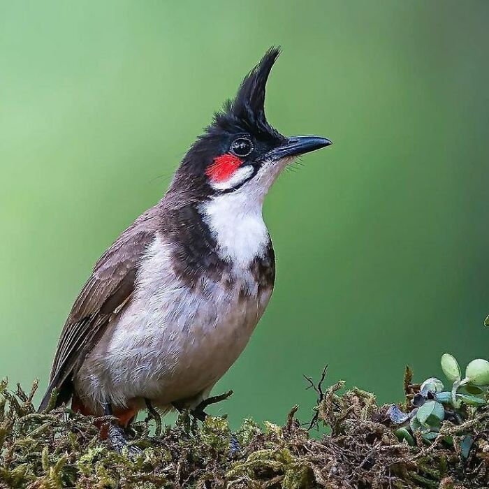 Rare bird photos include a red-whiskered bulbul with a crest, demonstrating nature's beauty in flight.