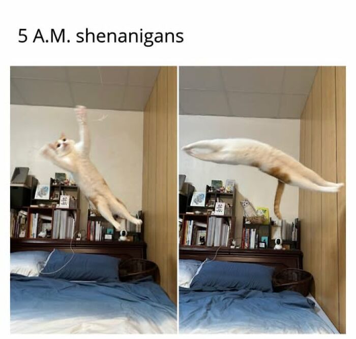 Hilarious cat memes capture a ginger cat mid-air, leaping over a bed in 5 A.M. shenanigans.