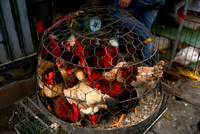 Chickens in a cage, a bizarre sight, reflect crazy plane interactions.
