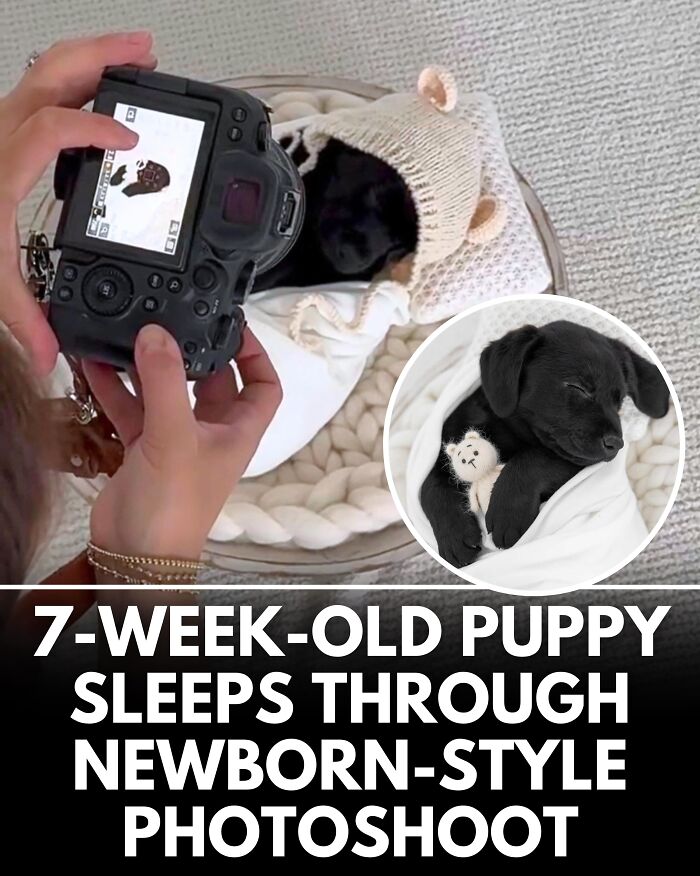 25 New Heartwarming Dog Stories That Prove Kindness Still Exists In The World