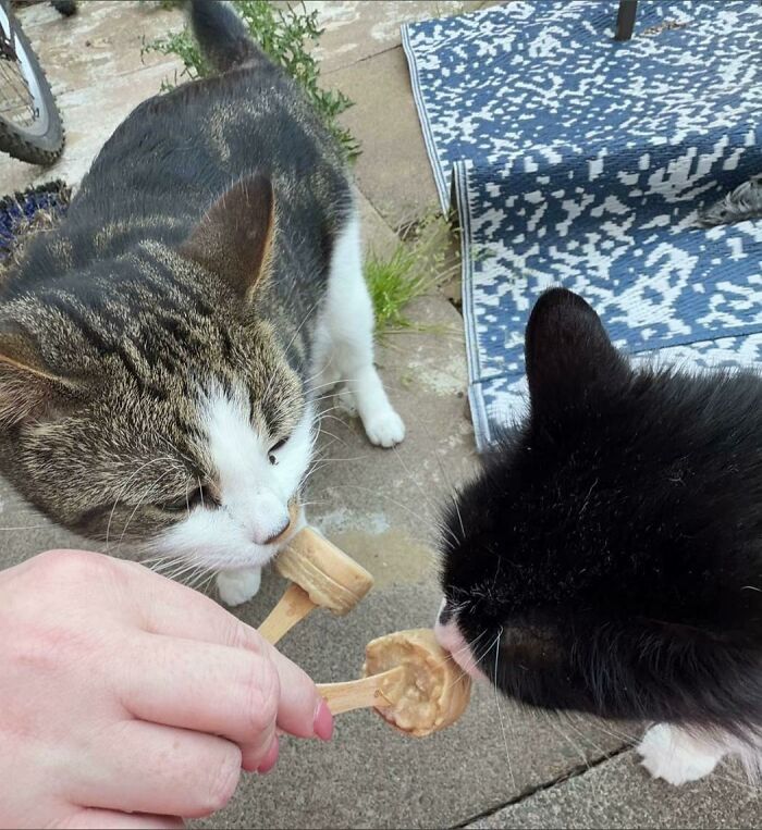 Two cats sharing a treat on sticks outdoors on concrete